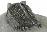 Large, Coltraneia Trilobite Fossil - Huge Faceted Eyes #197130-4